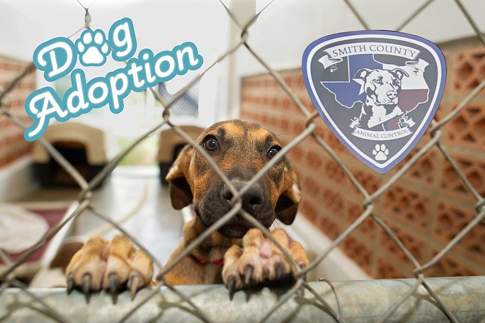 Adopt a Dog for Free This October in Tyler, TX