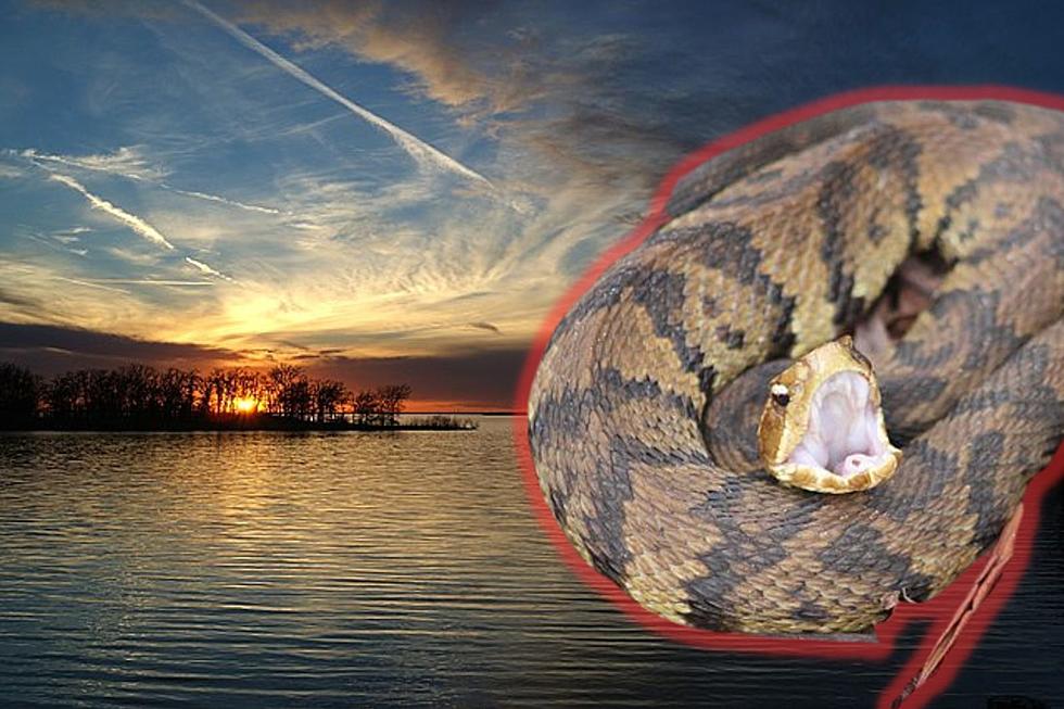 Here are the 10 Most Snake Infested Lakes in Texas