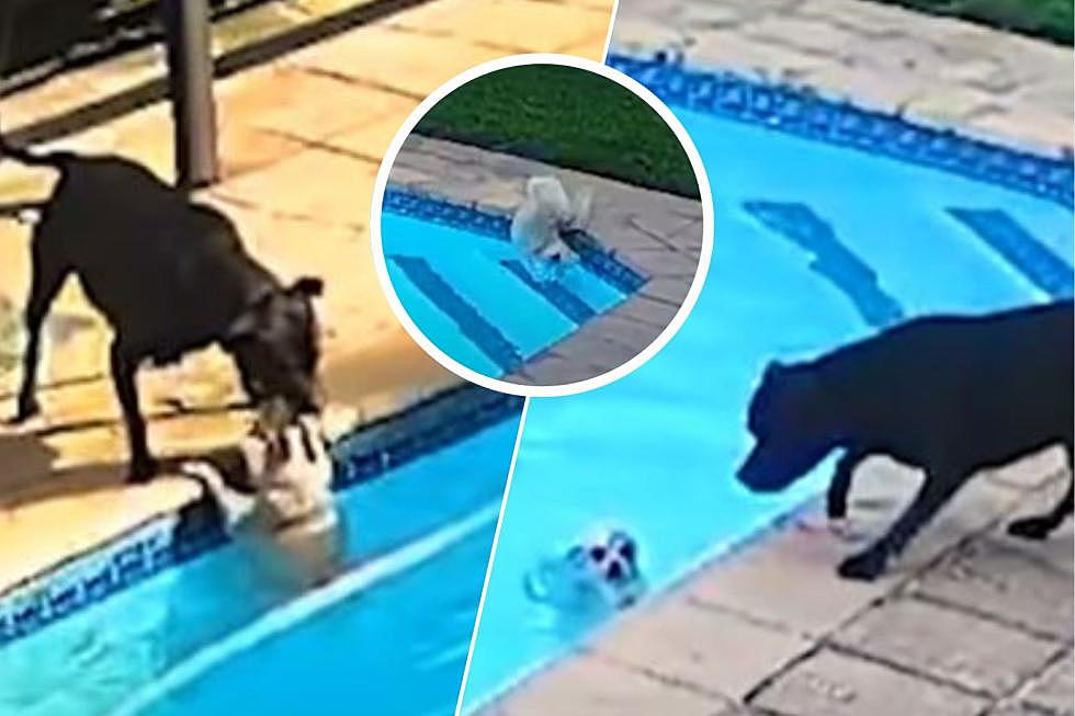 Watch Big Dog Rescue His Tiny Dog Friend After Falling into Pool