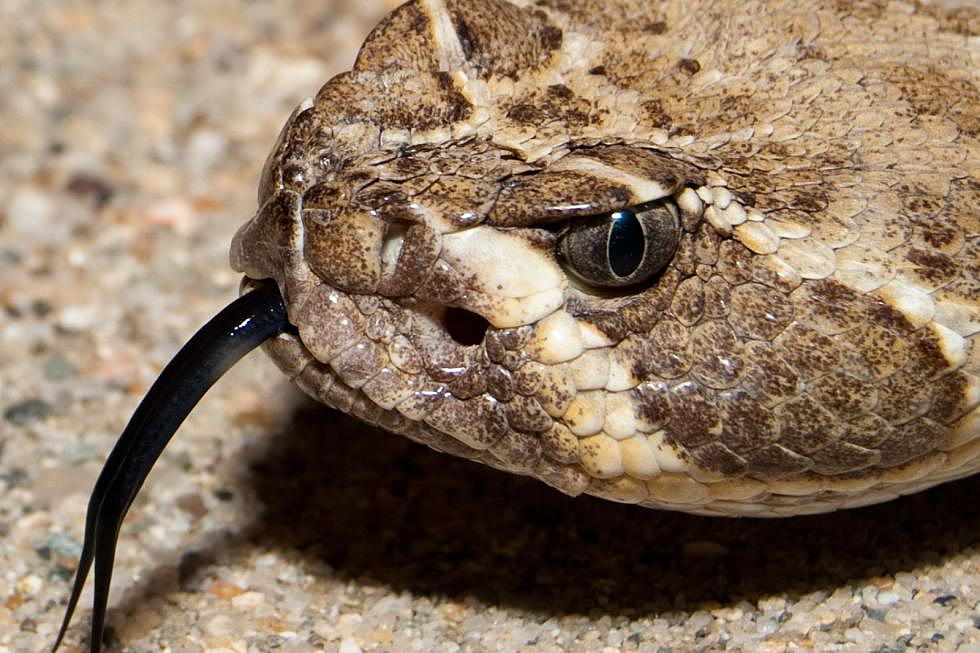 Five Sure-Fire Ways That Texas Snakes Can Sneak into Your Texas Home
