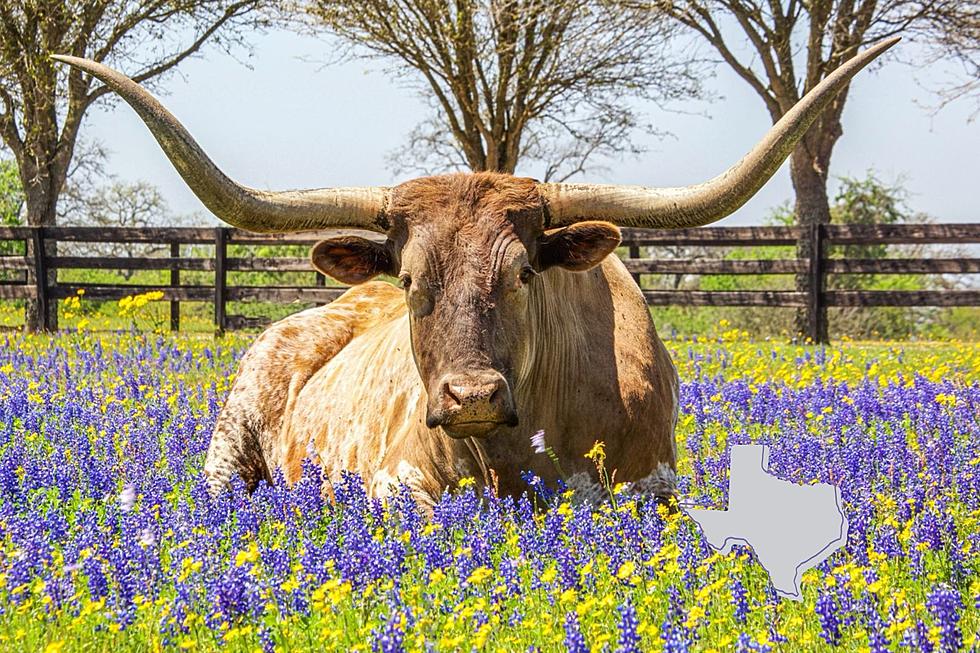 The Top 10 Things That Make Us All Proud to Be from Texas