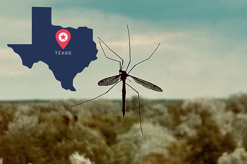 Texans are Being Invaded by an Insect That We Shouldn't Kill