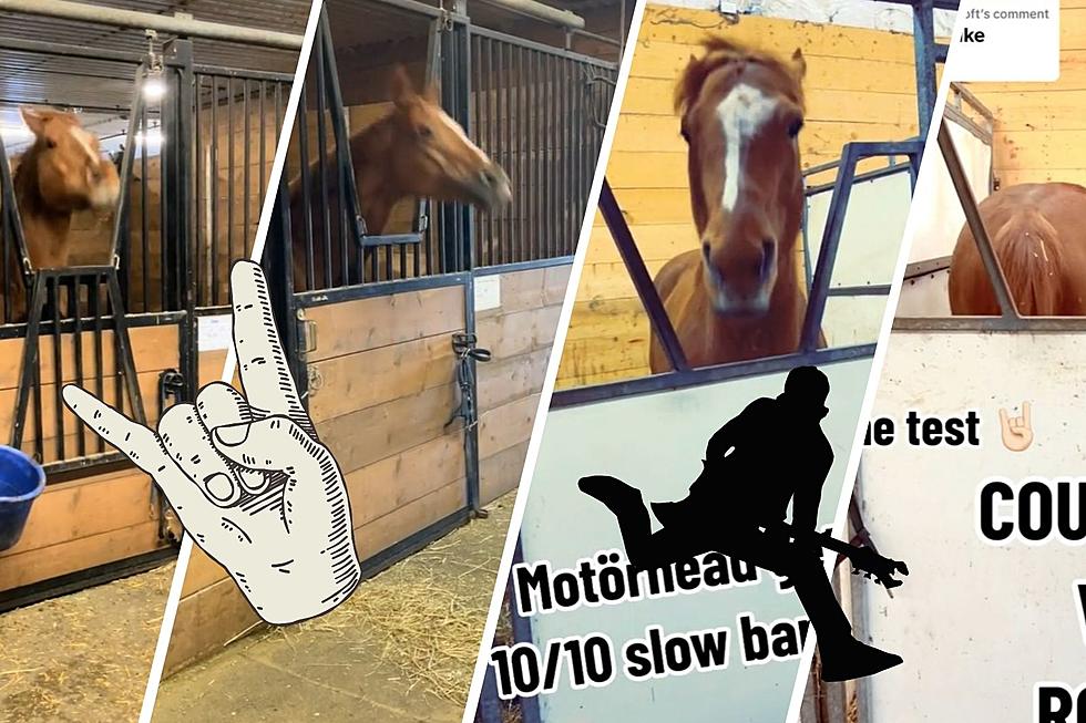 Viral Horse on TikTok Head Bangs to Heavy Metal, Turns Butt to Country Music