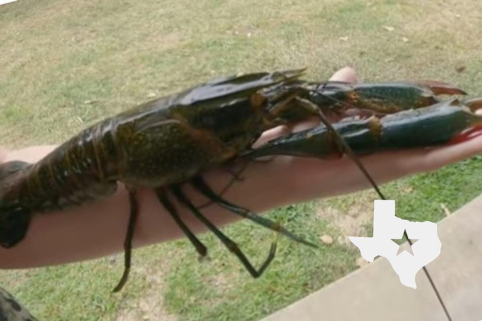 Big-As-Your-Arm Invasive Crawfish Found in Texas, Do We Fear Them or Eat Them?