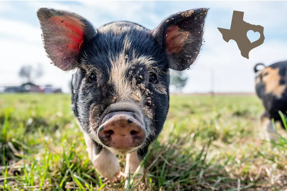Find Out How to Adopt a Mini Pig in Texas