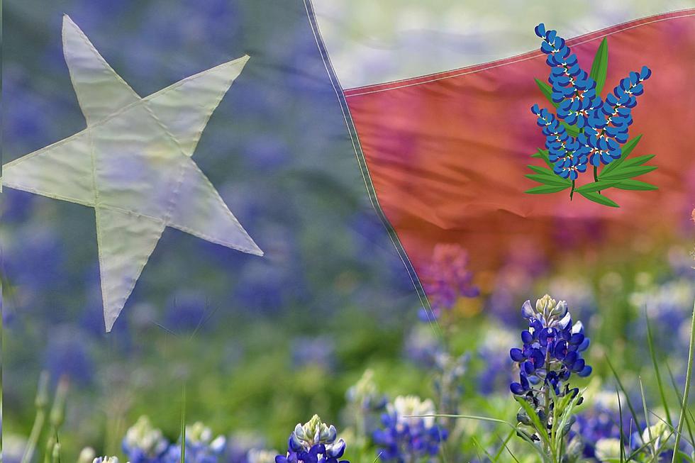 Experts Predict The Beautiful State Flower of Texas to Bloom Extra Gorgeous This Spring