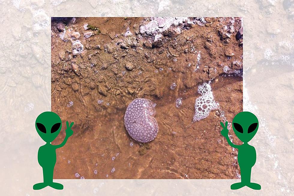 These Alien Looking Egg Sacks in Texas Lakes are Very Good for the Water