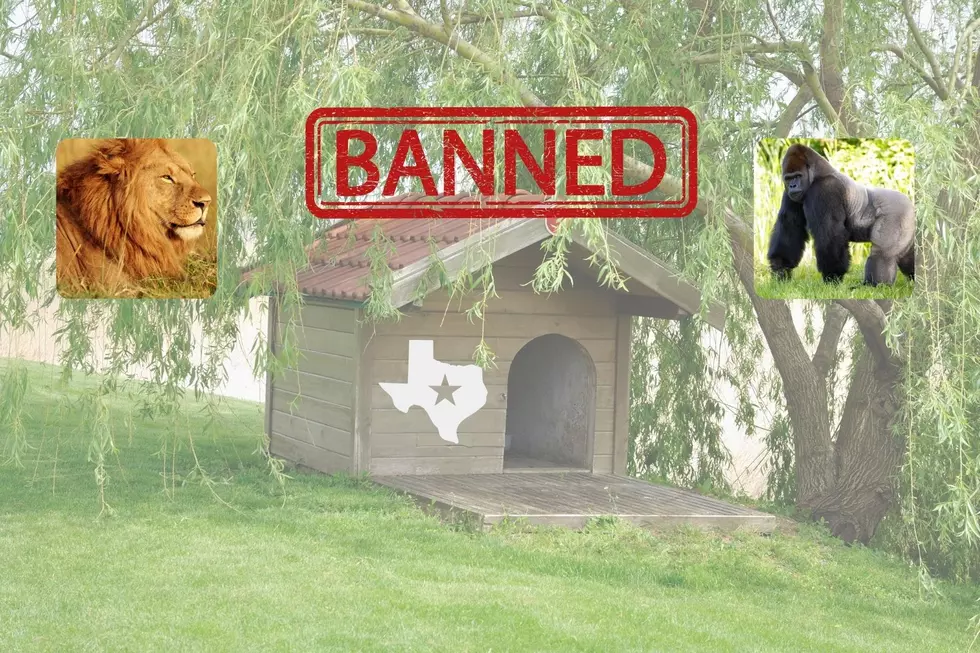 9 Certain Animals Not Allowed as Pets in Texas
