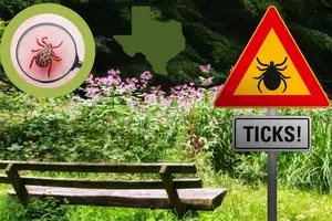 Watch Out: Ticks in Texas Can Bring These 11 Tick-Borne Illnesses