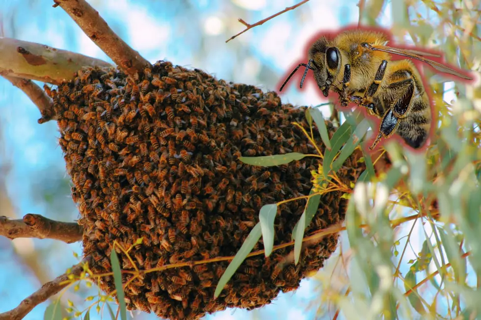 Texas’ Bee Swarm Season Uncovered: What You Need to Know