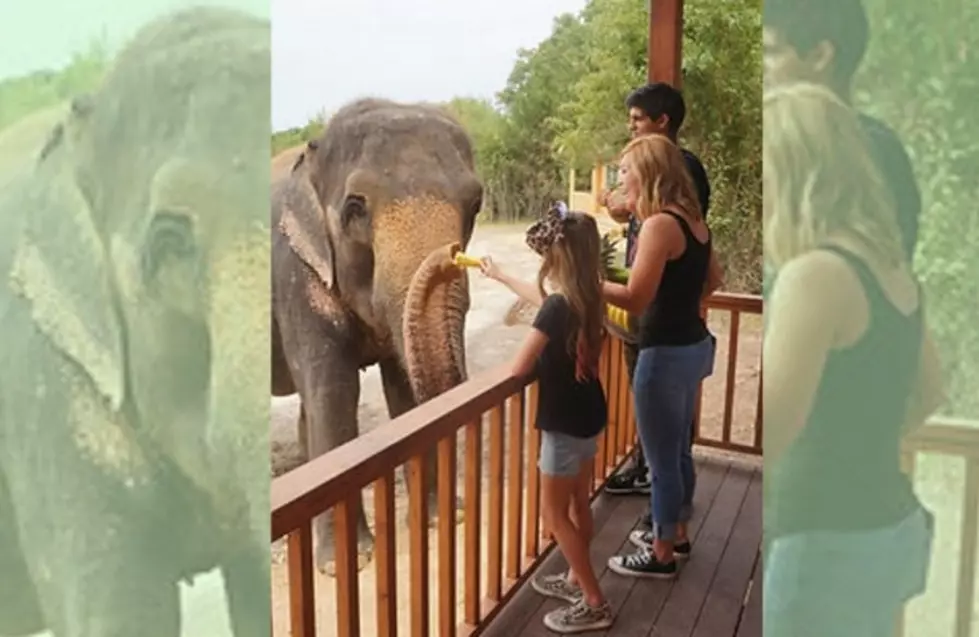 Texans Get Something Extra Special When You Rent a Cabin at this Beautiful Elephant Sanctuary
