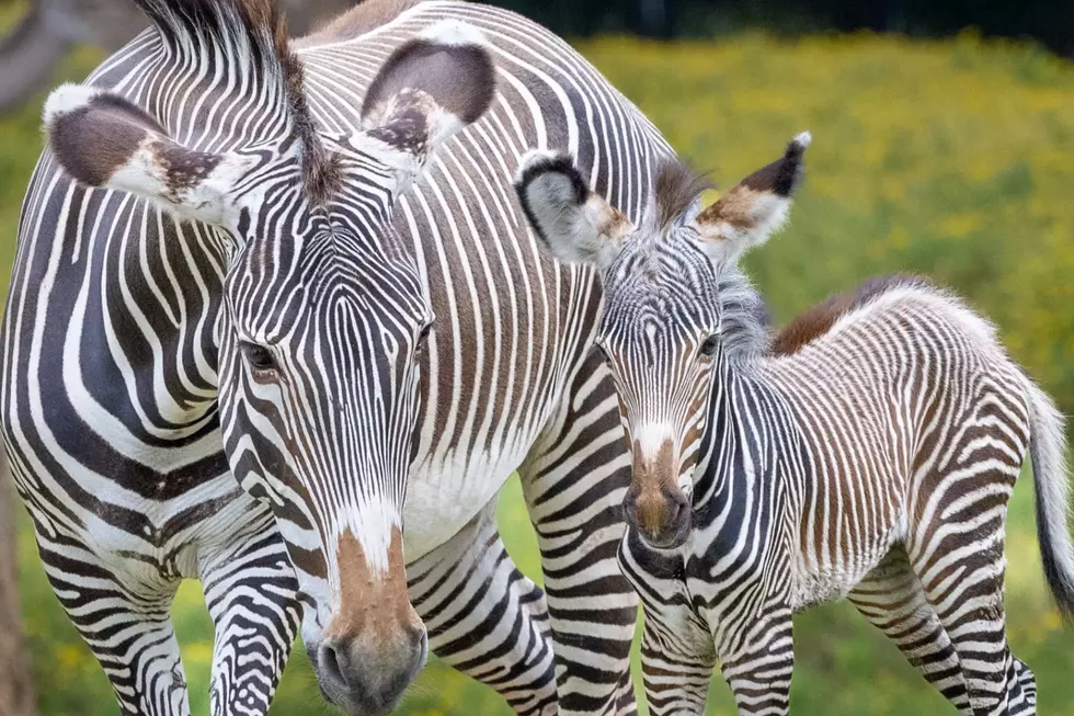 No One Knows The Gender of Rare New Baby Foal Born in Tyler, TX