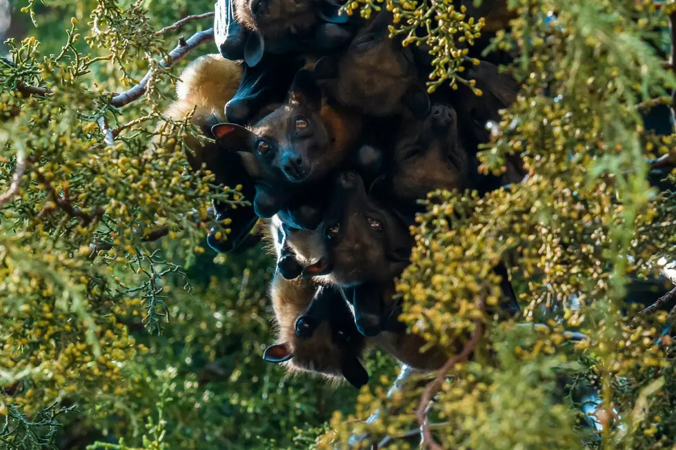 The Best Cities in Texas for Bat Watching