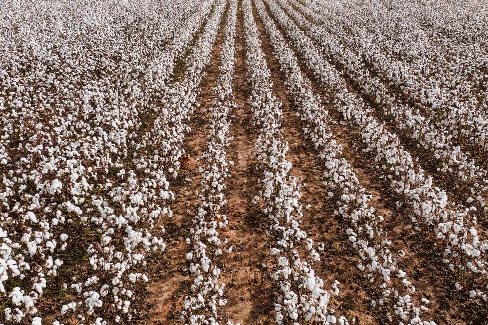 Top Money-Making Crops in Texas Right Now