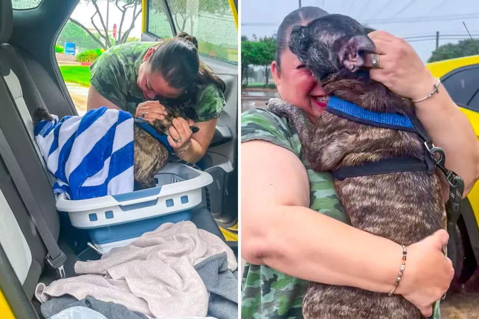 Dog Lost In 2017 During Hurricane Harvey Now Reunited with Texas Owners