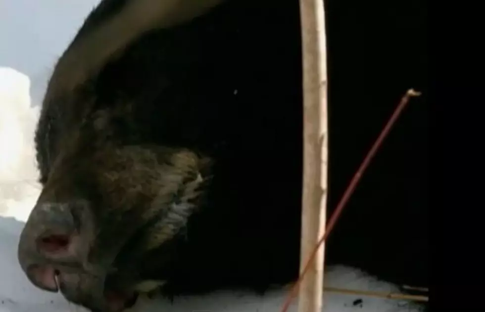 Cable Repairman Finds Sleeping Bear [AUDIO]