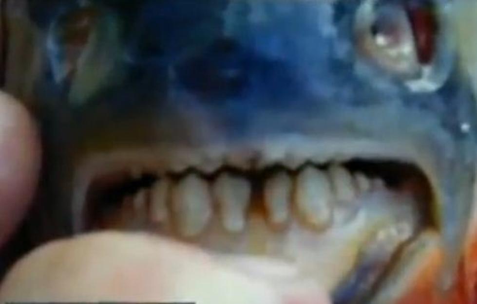 The Big RockShow Big One: Forget Jaws, This Is The Most Frightening Fish!