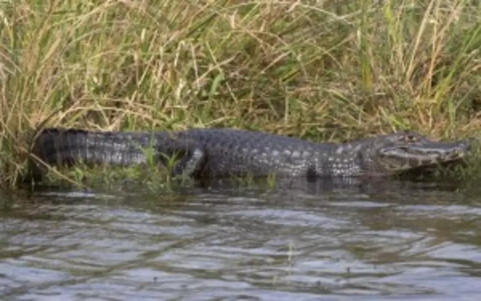 Weed Guarding Alligator Dies [VIDEO]