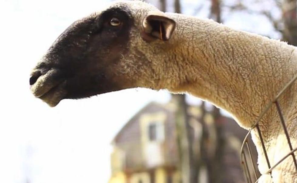 And Now &#8220;Goats Yelling Like Humans&#8221; [VIDEO]