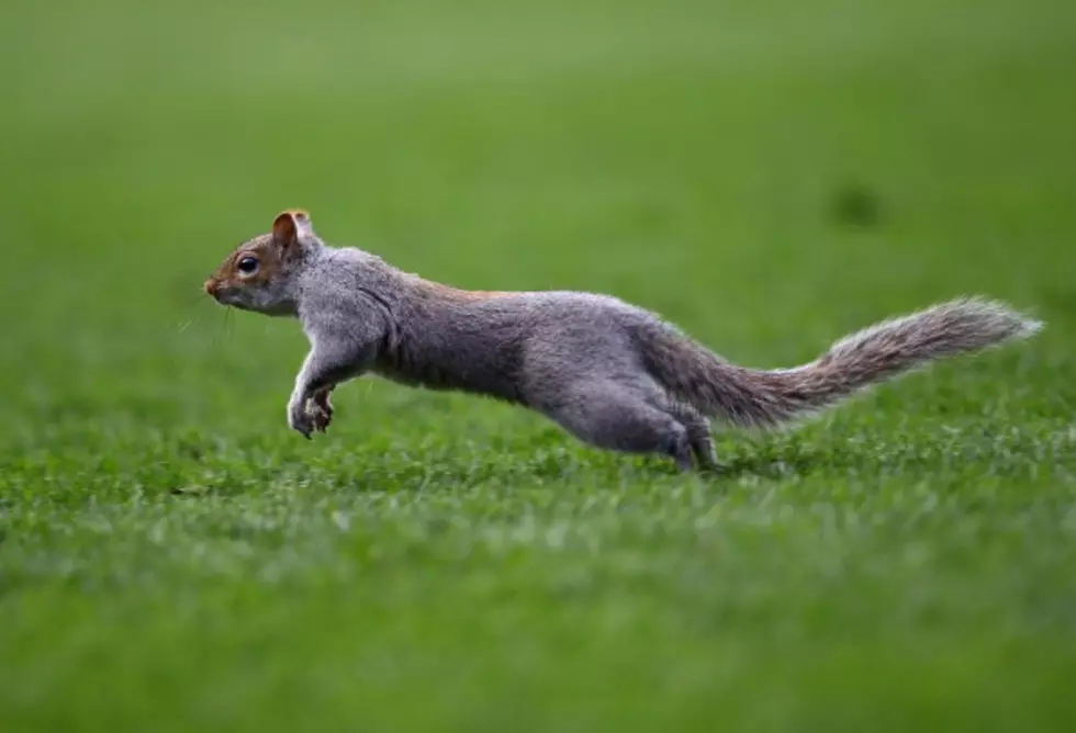 People Are Going Wild Learning All About Squirrel Splooting