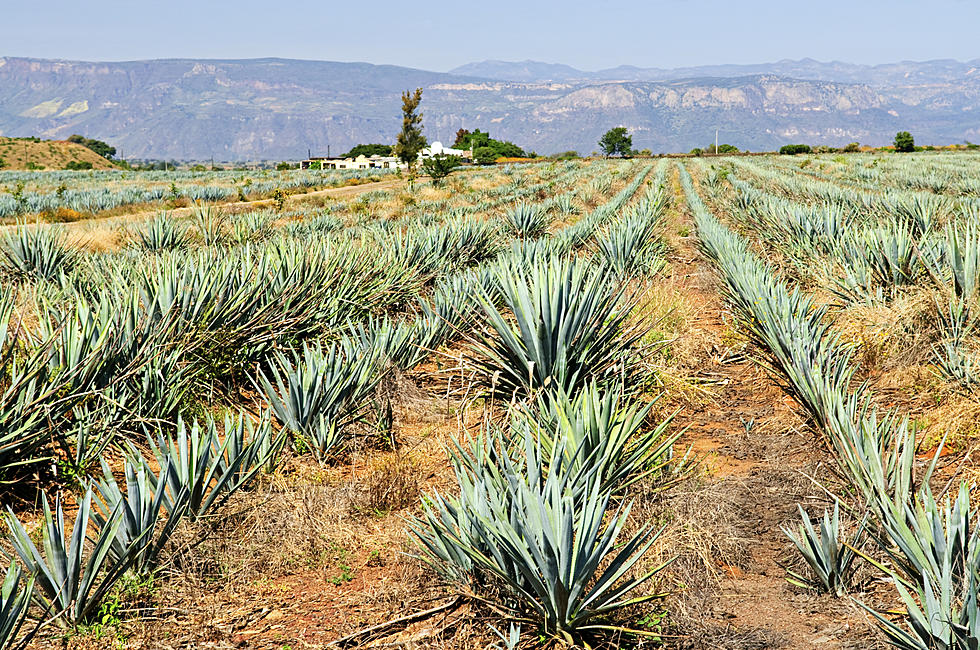 Tequila May Help Lower Blood Sugar and Add Weigh Loss