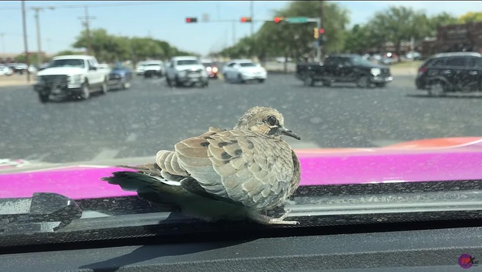 I Found Lubbock’s Laziest Bird & It Hitched a Ride With Me On the FMX Truck [Watch]