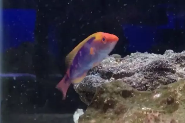 Meet the Tropical Fish Named After Lubbock