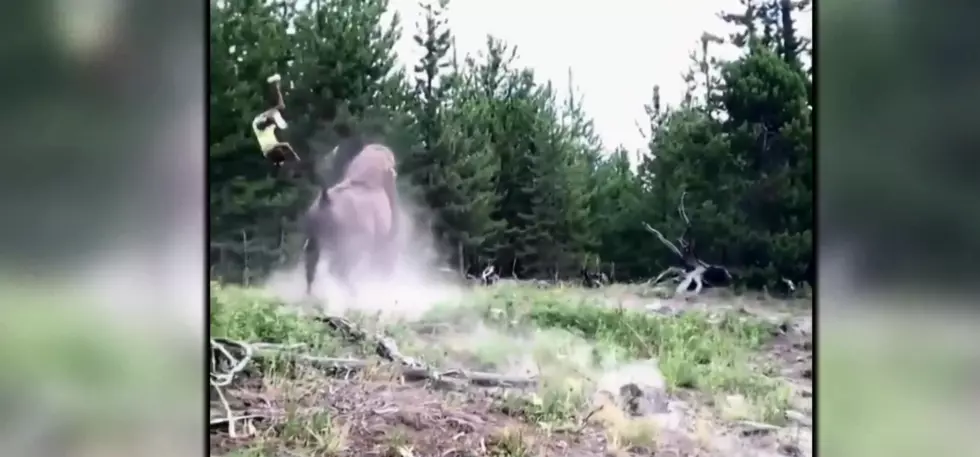 Caught On Camera: Bison Attacks Young Girl at Yellowstone National Park