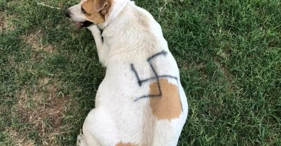 Exclusive: Family Pet Found With Swastika Painted On Fur in Lubbock County