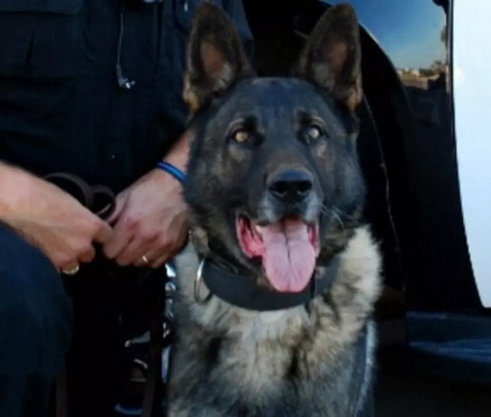Lubbock PD Pays Tribute to Retired K9 Jax, Who Recently Passed Away