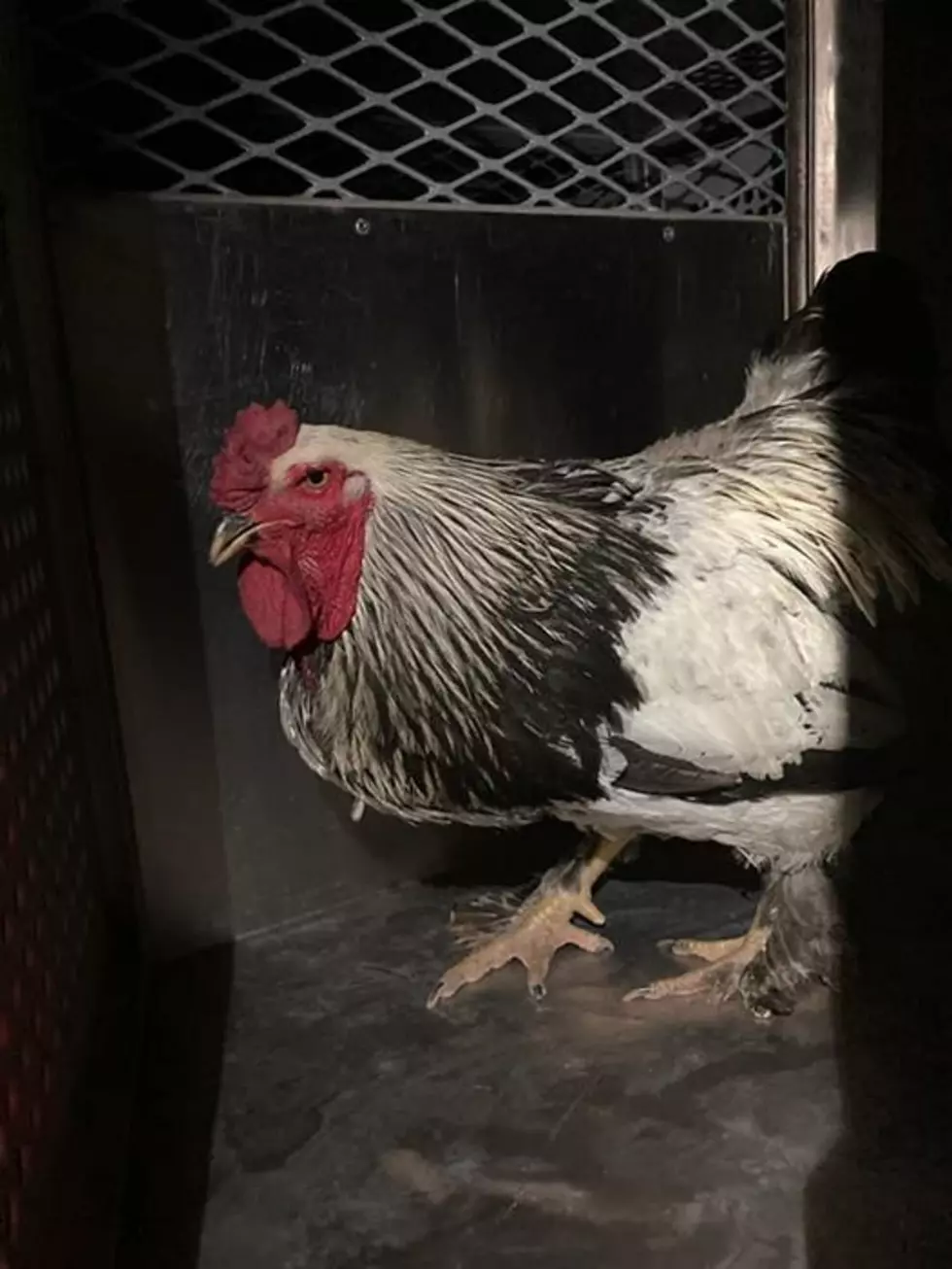 Lubbock, Which One of You Lost Your Forbidden Rooster?