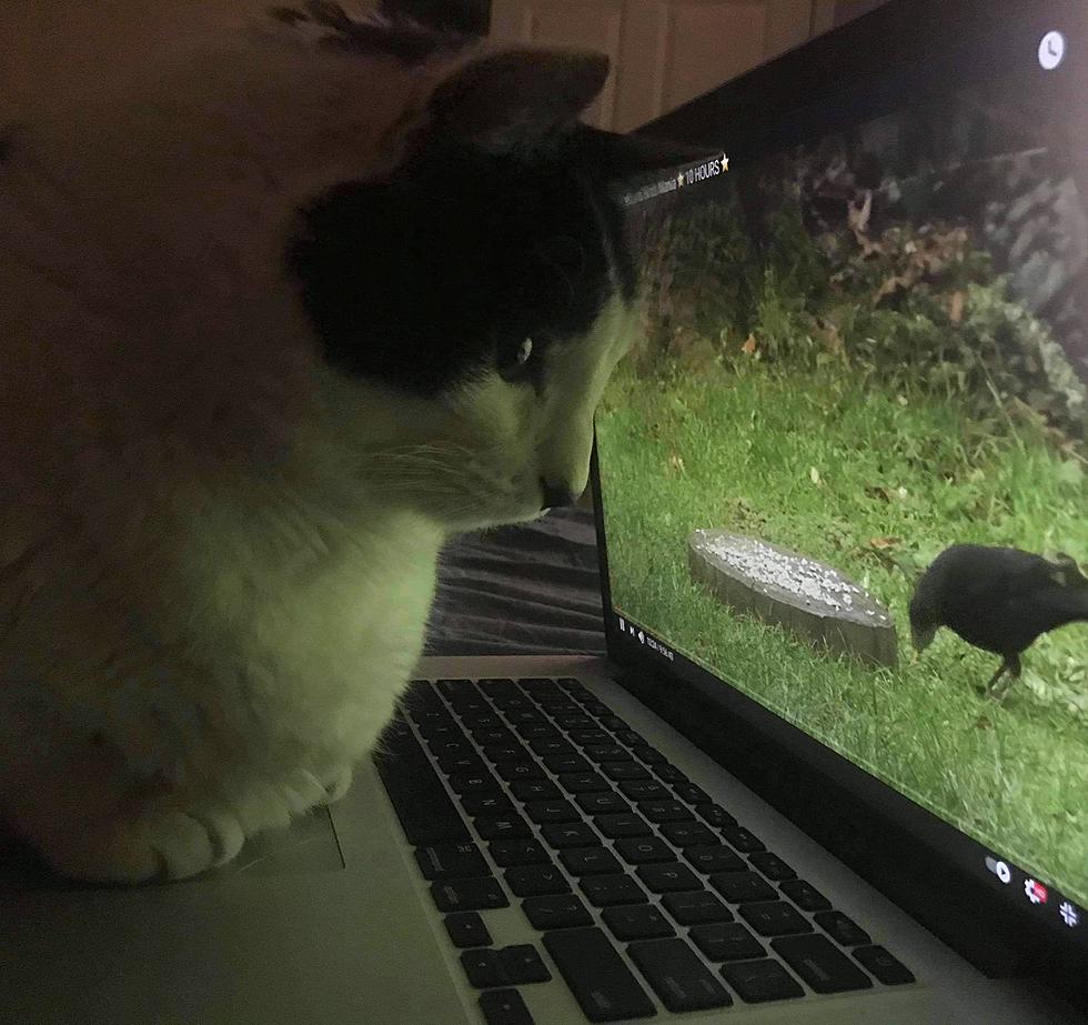 5 YouTube Videos Your Cat Will Love