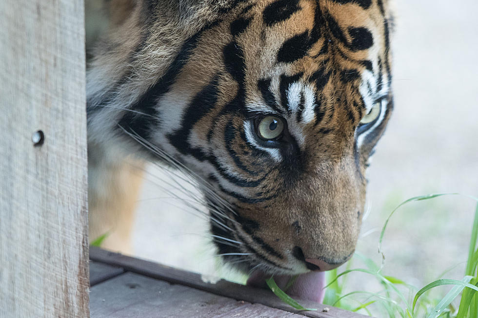 A Pet Tiger Was Loose in Texas This Weekend