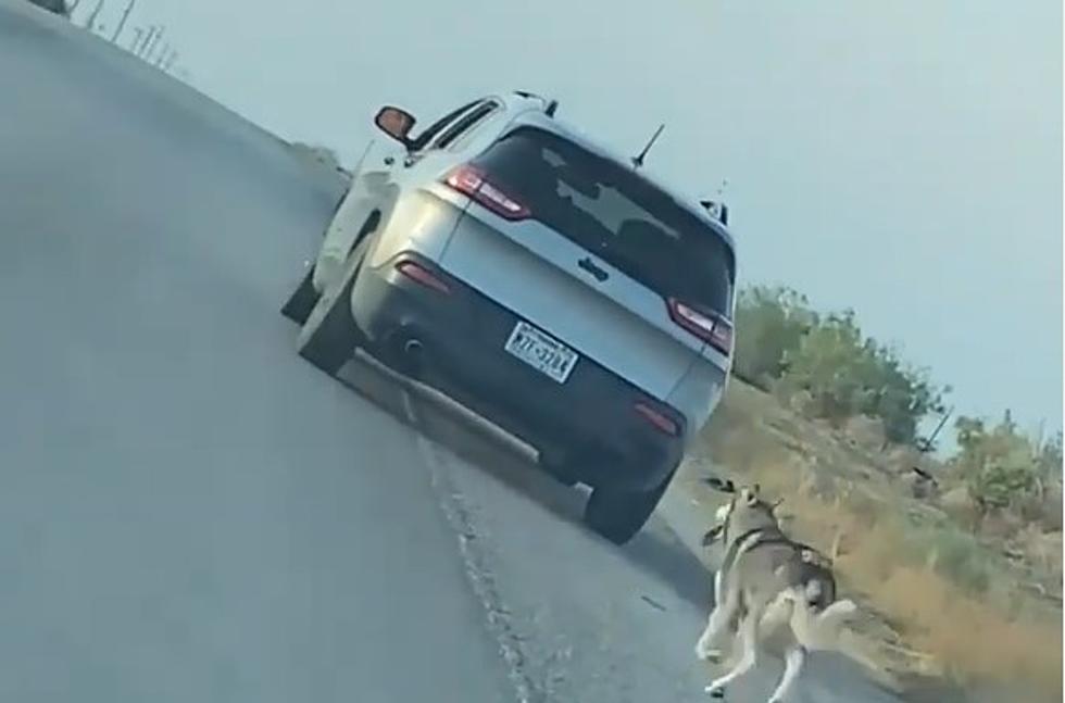Video: Texas Man Charged For Heartlessly Abandoning Dog On Highway