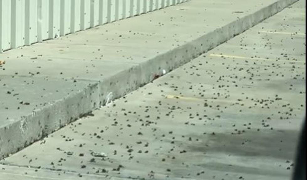Video: Flying Ant Swarms in Lubbock Are Like Something Out of a Horror Flick
