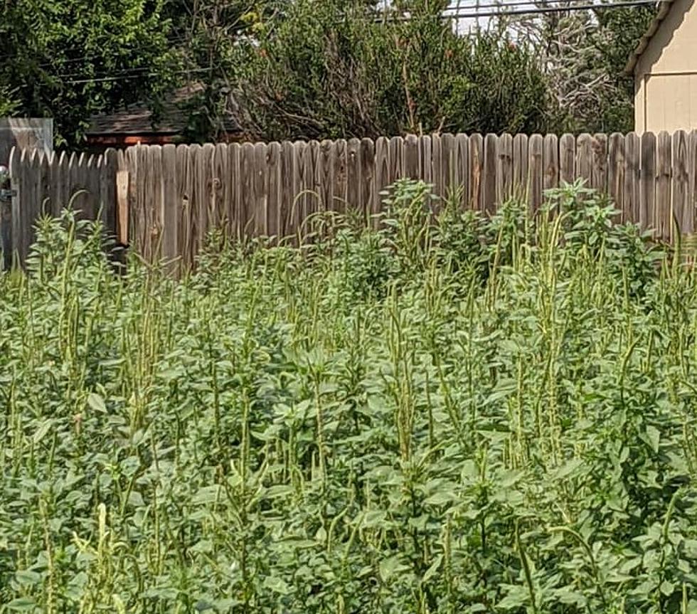 Lawn Growing Out of Control? The City of Lubbock Might...