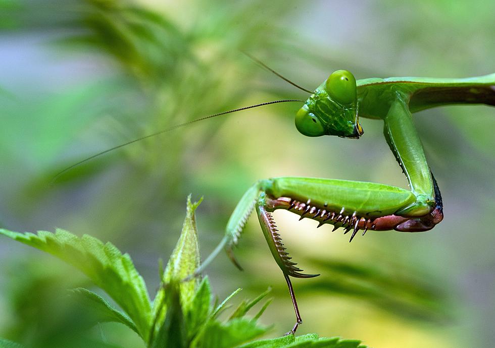 Don’t Let A Praying Mantis Lurk Around Your Hummingbird Feeder