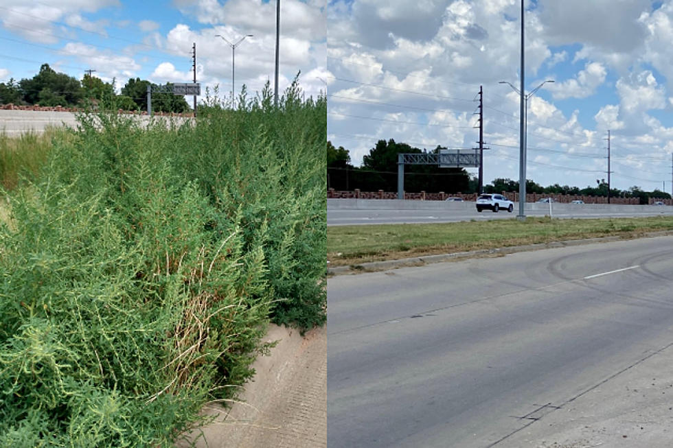 FMX Shames the City of Lubbock Into FINALLY Cutting the Weeds