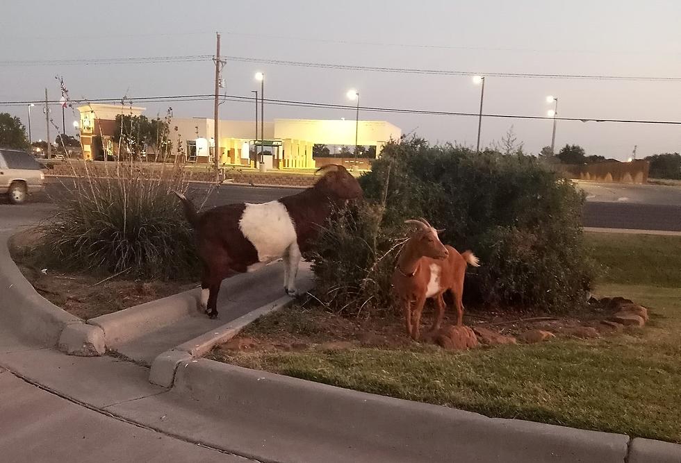 Goats On the Loose: A Lubbock Love Story