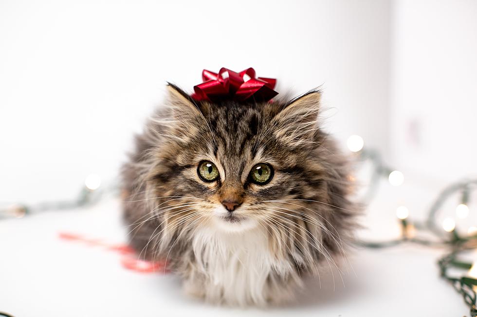 Pets Are A Lifelong Commitment, Not Just A Christmas Present