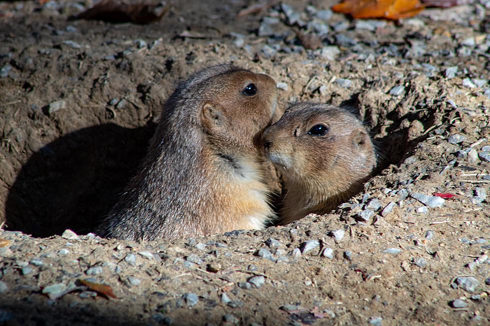 City Of Lubbock Begins Removing Prairie Dogs Around Town