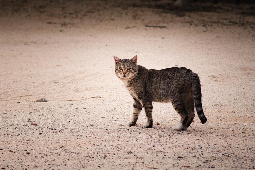 Why Are There So Many Stray Cats in This Lubbock Neighborhood?