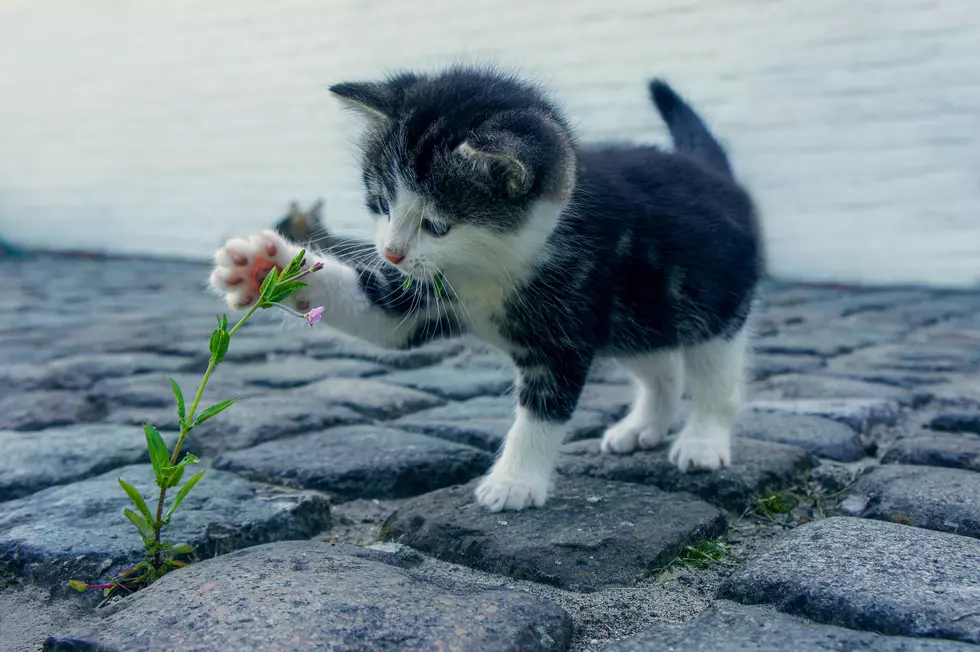 Here’s A Bunch Of Cute Animal Videos To Distract You From The World Today