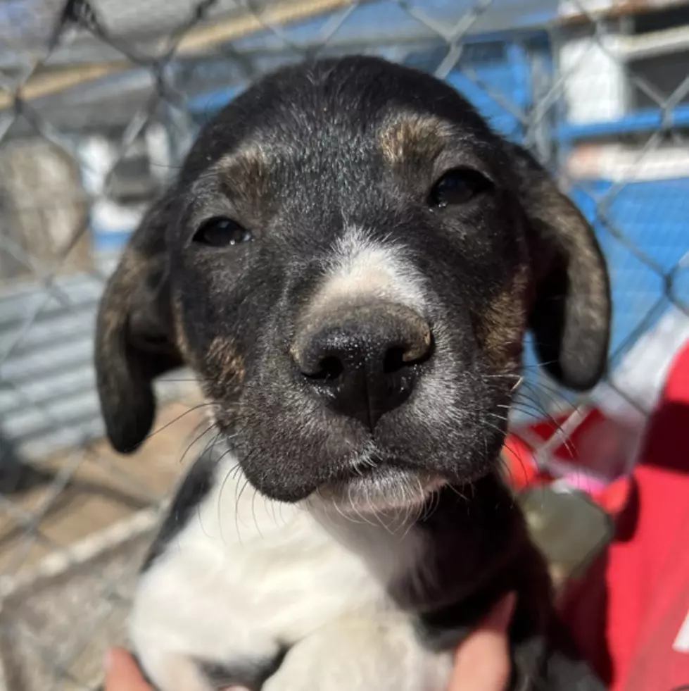 Check Out These Adoptable Pups From The Haven