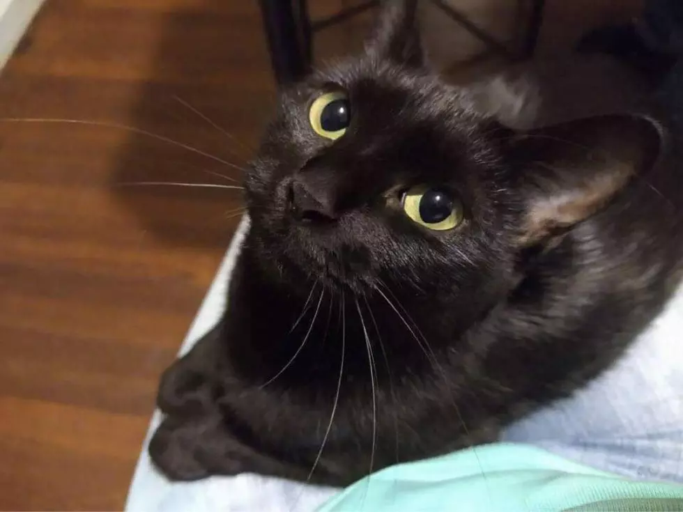 South Plains SPCA Has Kitties Ready for Adoption