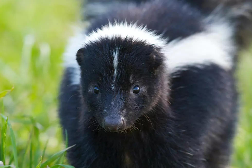 It’s An Incredibly Dangerous Time To Pet The Skunks In Lubbock