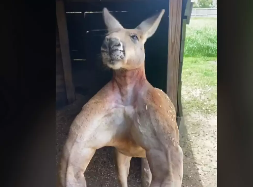 Video: This Buff Texas Kangaroo Is Straight-Up Nightmare Fuel