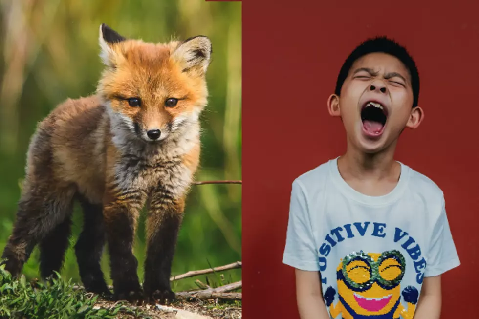 Apparently Baby Foxes Sound Like Children Screaming, Lubbock Resident Discovers