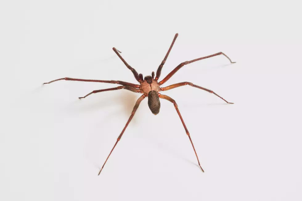 How to (Mostly) Avoid Brown Recluse Spiders in Lubbock