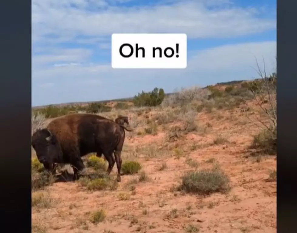 Horrifying Video: Woman Charged and Gored By Bison At Texas State Park
